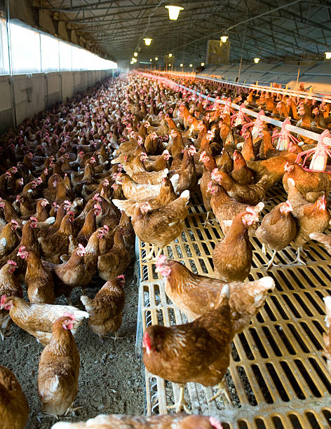 istock Chickens inside a crowded chicken farm warehouse 114152629