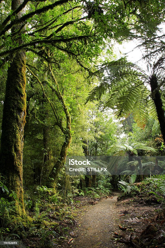 Bosque - Foto de stock de Aire libre libre de derechos