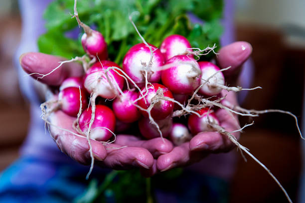 Bunch of radish in the hand
