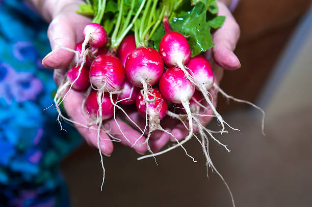 Bunch of radish in the hand