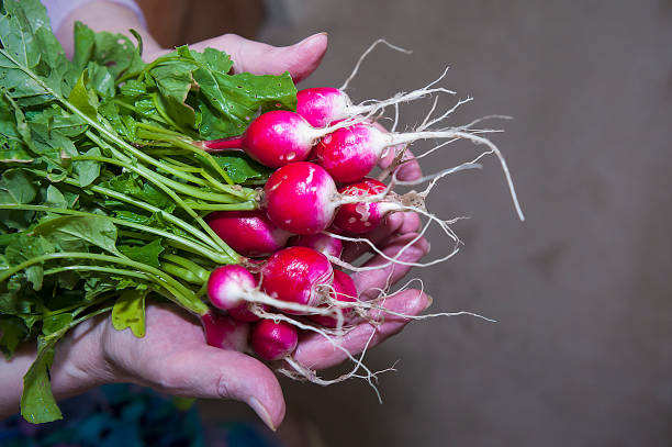 Bunch of radish in the hand