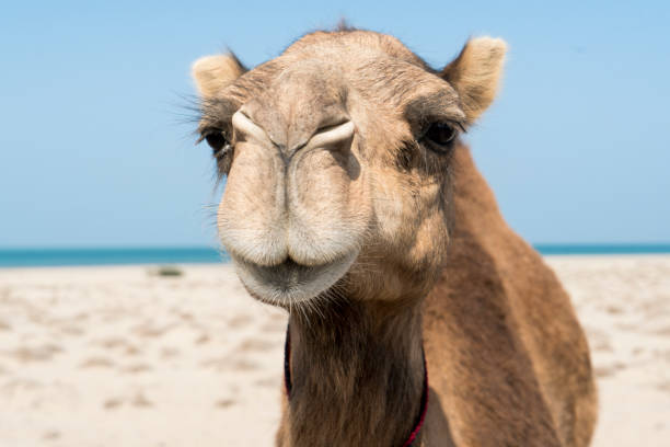 Headshot of camel, Oman Animal photograph with the headshot of a camel on a beach, Oman dromedary camel photos stock pictures, royalty-free photos & images