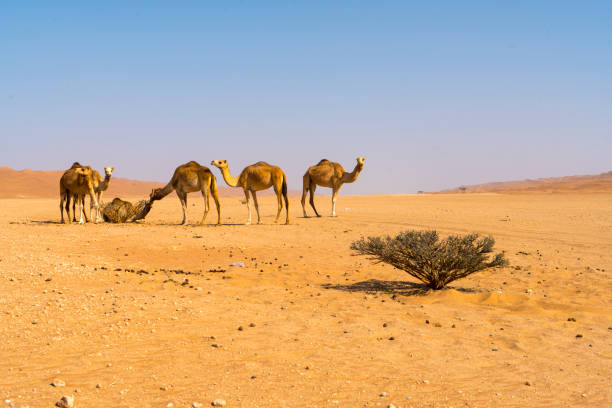 istock View of camels on desert, Oman 1141528725