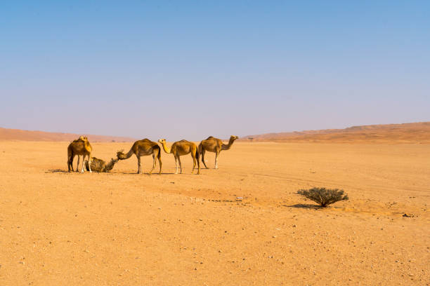 istock View of camels on desert, Oman 1141528954