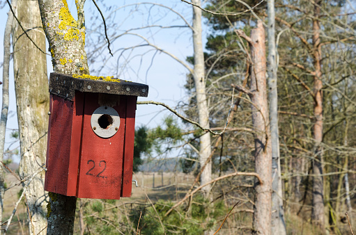 Red bird house in a tree by spring season