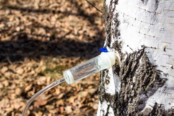 istock collecting birch SAP in early spring in a plastic pet bottle, with a blurred background 1141531015