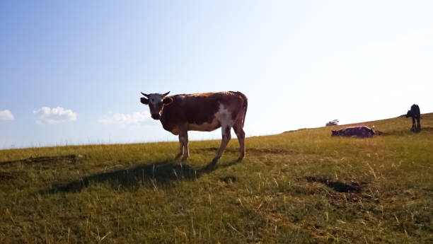istock A cow grazes in a dry meadow. 1141531074