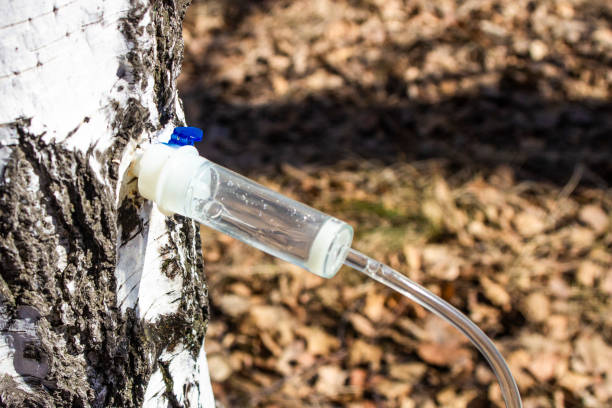 istock collecting birch SAP in early spring in a plastic pet bottle, with a blurred background 1141531210