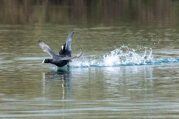 istock Coots (fulica atra) showing aggressive fighting territorial behaviour in early spring 1141532204