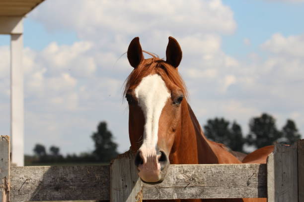Chestnut Quarter Horse Gelding