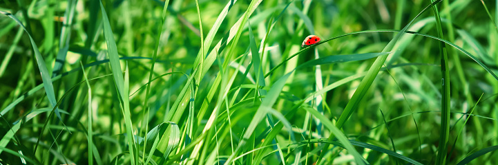 Fresh green grass on a meadow in the sunlight, ladybug on the grass, macro, spring summer natural image. Panoramic view.