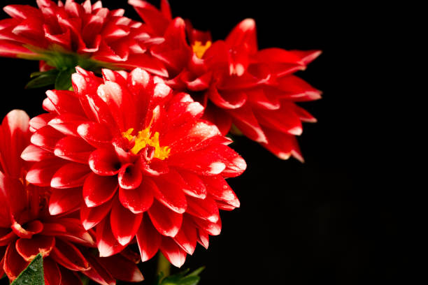 GardenDahlia (Dahlia), red-yellow flower