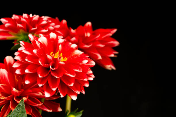 istock red dahlia flowers 1141533070