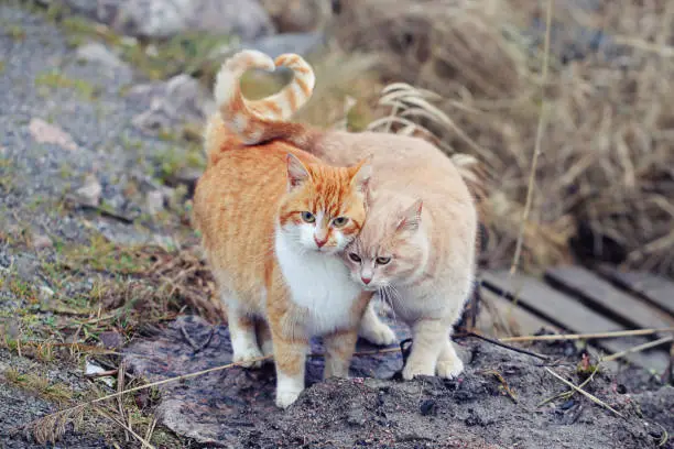 Cats couple falling in love. Two domestic cats together a very relationship outdoors.