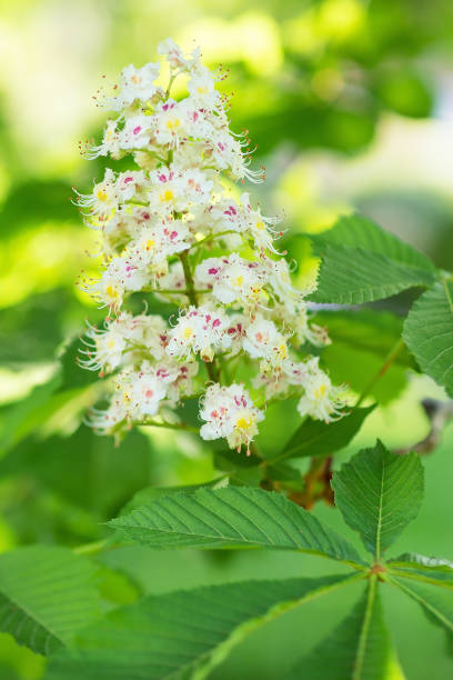 istock Blooming horse chestnut tree. Blurred background. Close up, selective focus. 1141533795