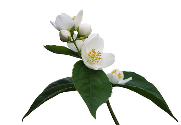 istock Jasmine flower isolated on white background 114153410