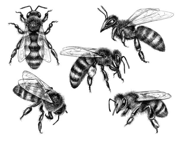 ilustrações de stock, clip art, desenhos animados e ícones de hand drawn flying and sitting bees - abelha ilustrações