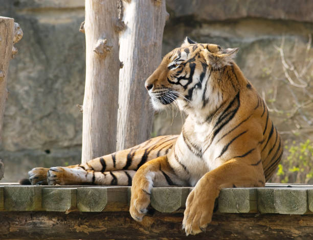 istock Sumatran tiger - Panthera tigris sumatrae 1141534165