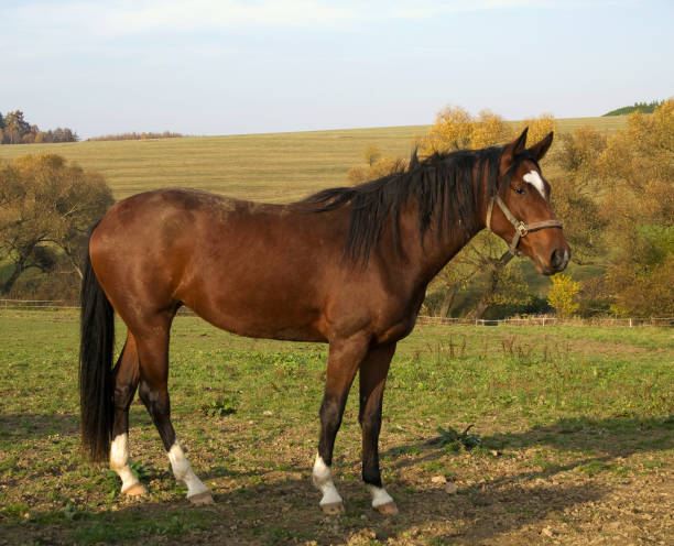 istock Young horse on pasture 1141534183