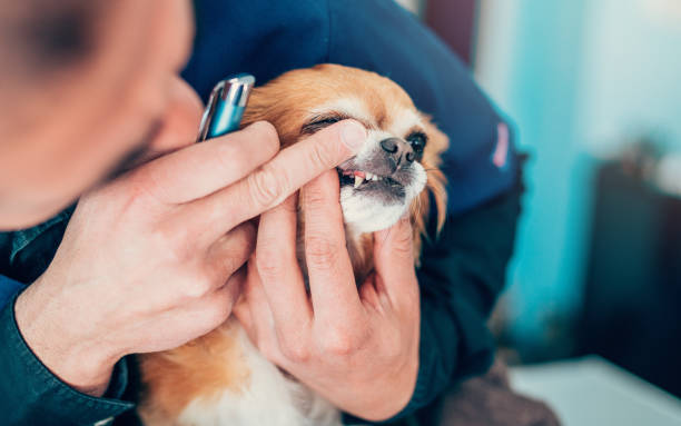 istock Veterinarian examines small dog's teeth 1141535122