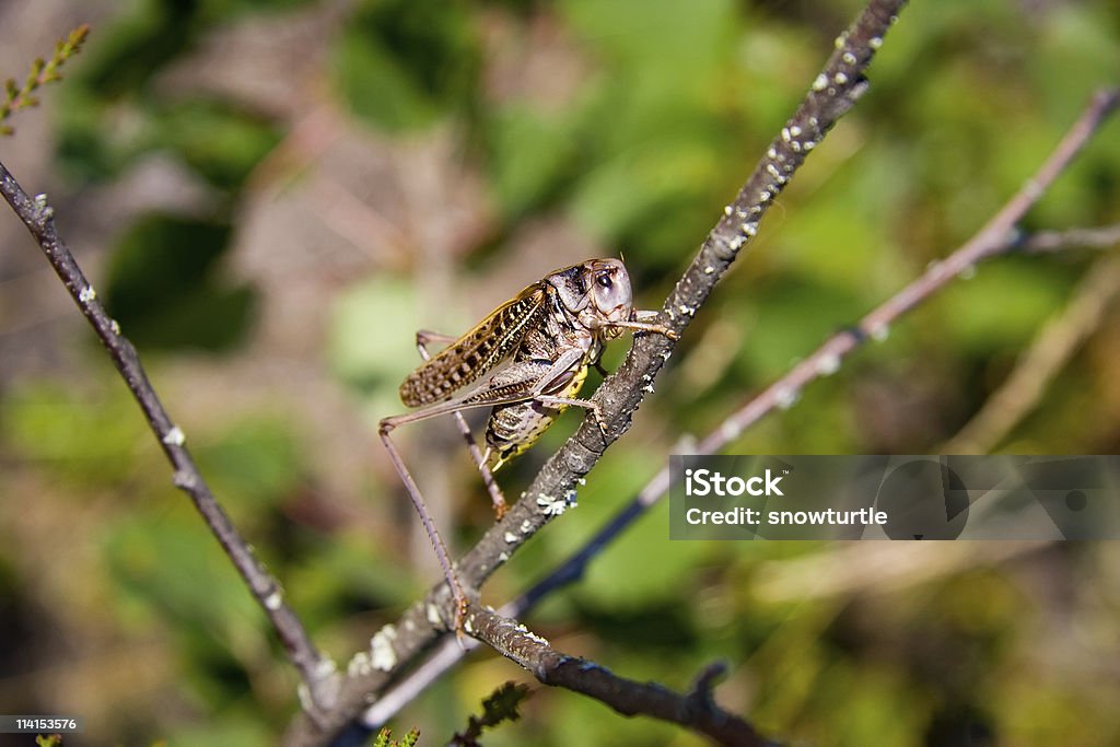 Grande Gafanhoto/locust - Foto de stock de Animal royalty-free