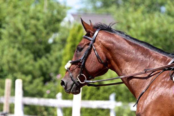 istock Bay Warmblood Jumper Horse 1141536076