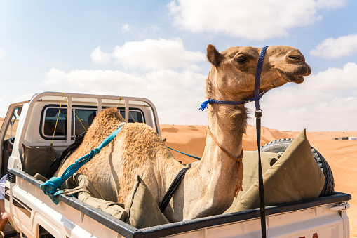 Portrait of camel Dromedary (Camelus dromedarius) on car, Oman