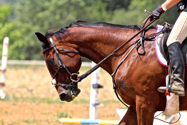 istock Bay Warmblood Jumper Horse 1141536342