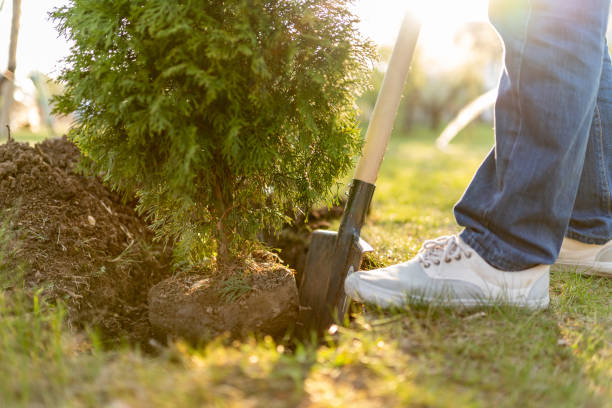 Planting evergreen tree Man planting evergreen tree Arbor Day stock pictures, royalty-free photos & images