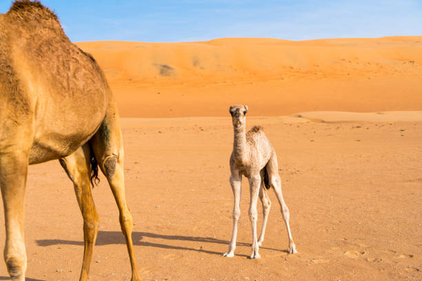 istock View of two Arabian camels, dromadery (Camelus dromedarius), Oman 1141536477