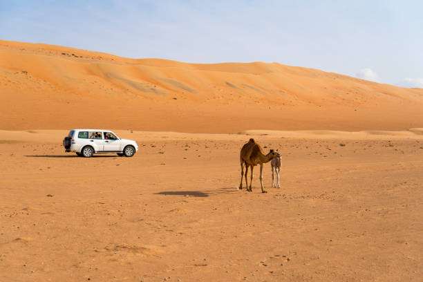 istock Two Arabian camels, dromadery (Camelus dromedarius) and car, Oman 1141536485