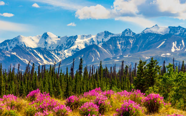 yukon snowy mountain - mountain mountain peak snow spring fotografías e imágenes de stock