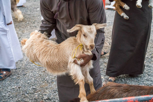 istock Animal market, Oman 1141536700