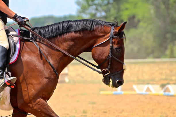 istock Bay Warmblood Jumper Horse 1141536724