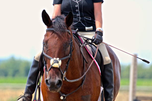 istock Bay Warmblood Jumper Horse 1141536885