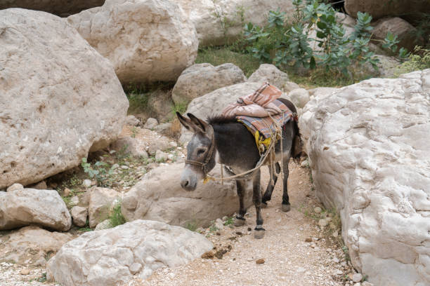 istock Donkey, Wadi Shab, Oman 1141536955