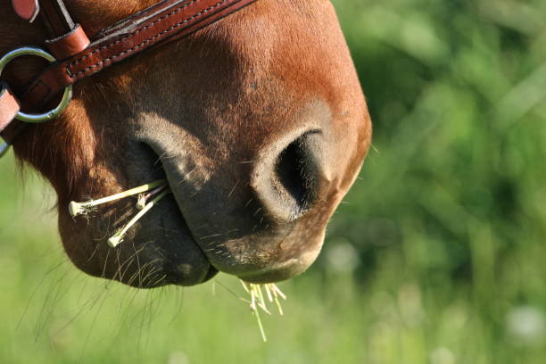 istock Chestnut Quarter Horse Mare 1141538270