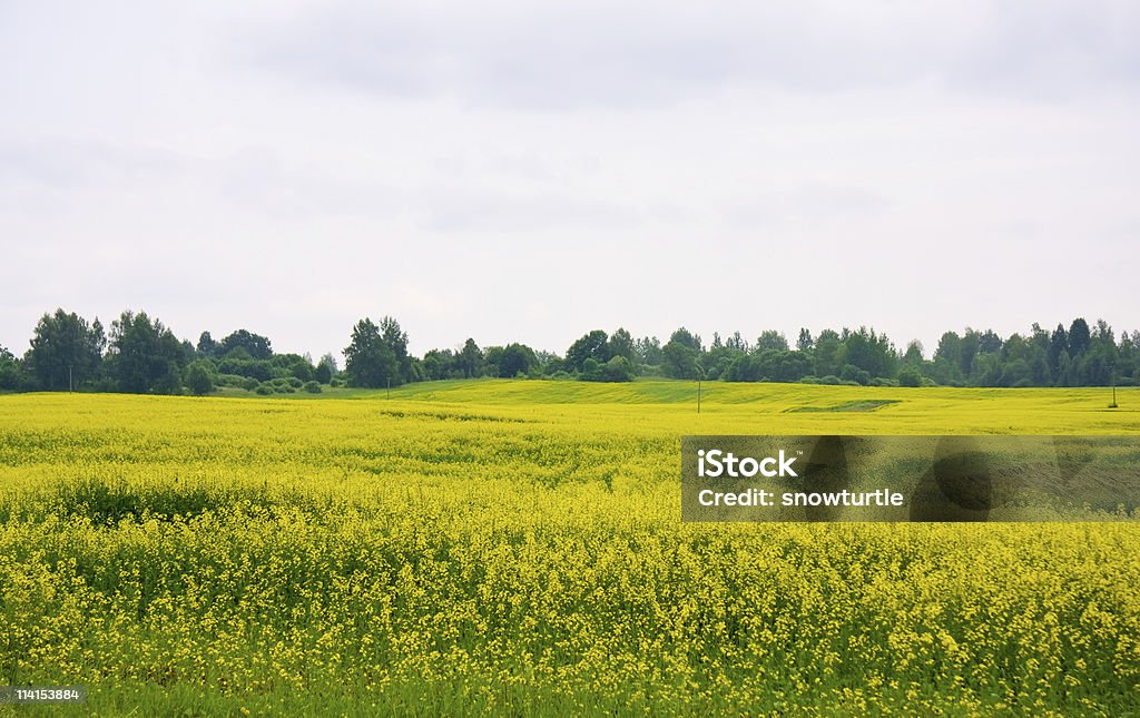 Brassica Napus L field - Foto de stock de Agricultura royalty-free