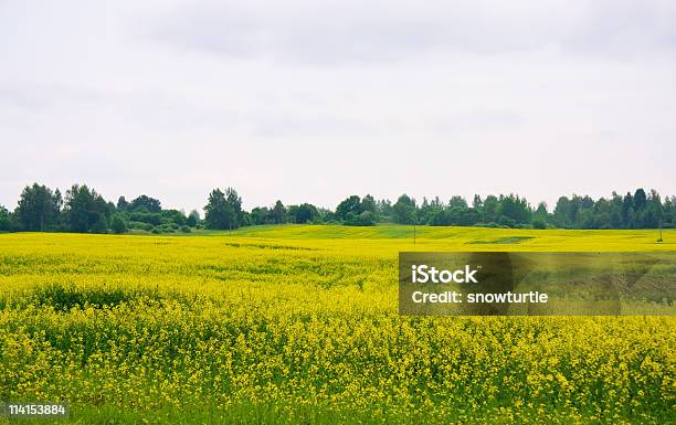 Foto de Brassica Napus L Field e mais fotos de stock de Agricultura - Agricultura, Amarelo, Bielorrússia