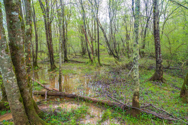 istock Flooded Floor of Forest 1141540563
