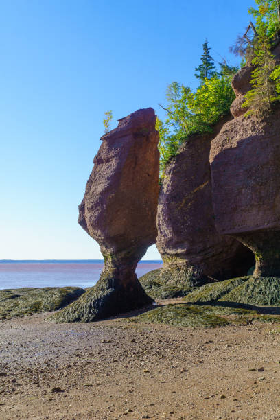istock Hopewell Rocks at low tide 1141541928