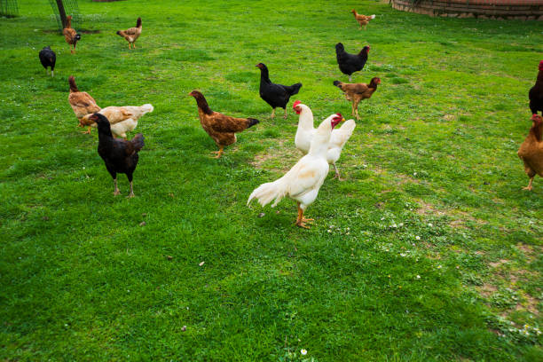 istock Free Range Foraging Chickens at Organic Farm 1141542011