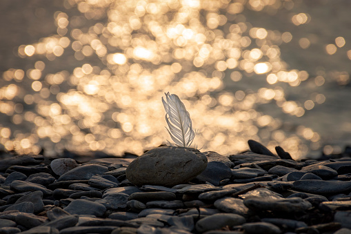 One white seagull feather backlight at sunset. Oysterhaven, Kinsale, Ireland. Rocky beach. Black rolling stones on foreground. Warm lights.