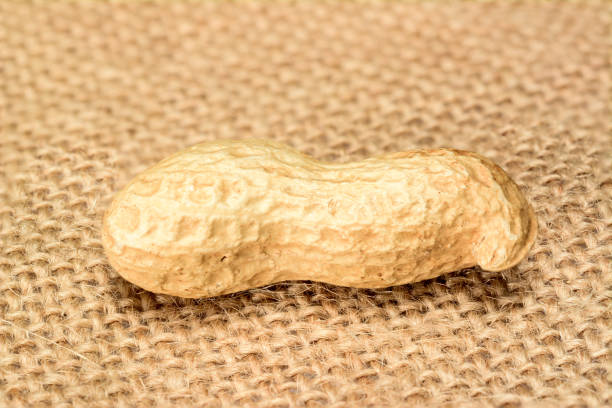 istock Peanuts. Whole nut lying on burlap jute sack. Peanut macro. 1141548056