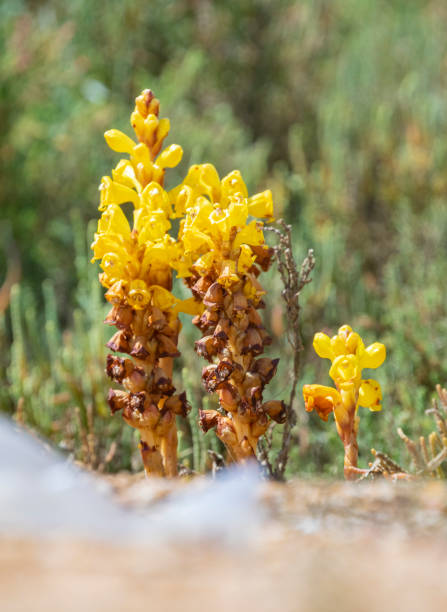 Cistanche Phelypaea in Isla Salters Huelva Cistanche phelypaea flowers in springtime, Huelva, near El rompido... in Isla Saltes phelypaea stock pictures, royalty-free photos & images