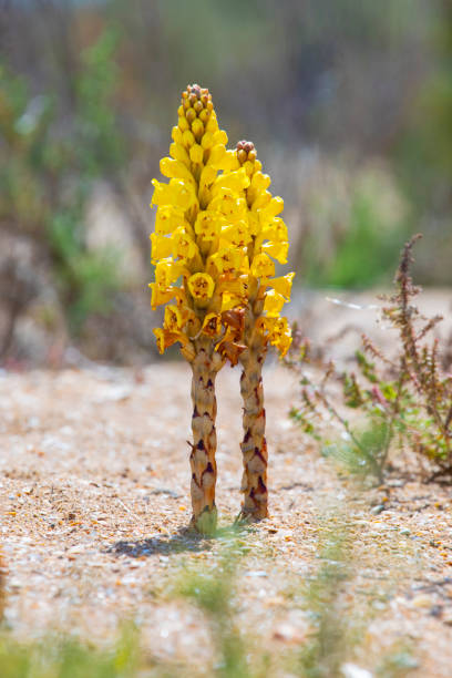 Cistanche phelypaea flowers in springtime, Huelva, near El rompido... in Isla Saltes