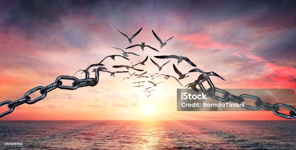 On The Wings Of Freedom - Birds Flying And Broken Chains - Charge Concept Freedom Stock Photo