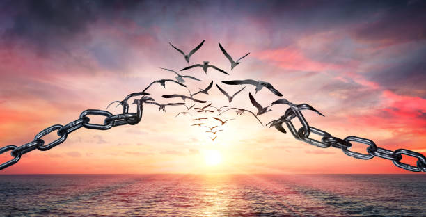 On The Wings Of Freedom - Birds Flying And Broken Chains - Charge Concept On The Wings Of Freedom - Birds Flying And Broken Chains - Charge Concept freedom stock pictures, royalty-free photos & images