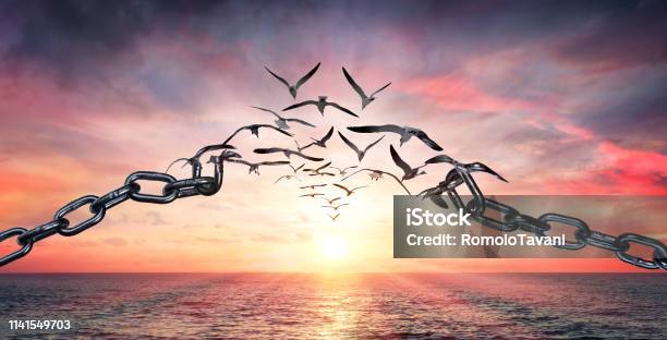 On The Wings Of Freedom Birds Flying And Broken Chains Charge Concept Stock Photo - Download Image Now