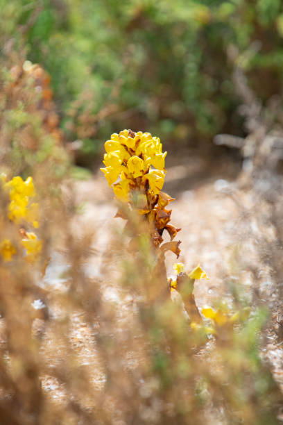 Cistanche Phelypaea in Isla Salters Huelva Cistanche phelypaea flowers in springtime, Huelva, near El rompido... in Isla Saltes phelypaea stock pictures, royalty-free photos & images